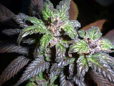 Purple Haze Marijuana Tops