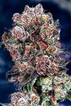 Blueberry Marijuana Ripe Bud