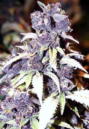 Blueberry Marijuana Large Bud