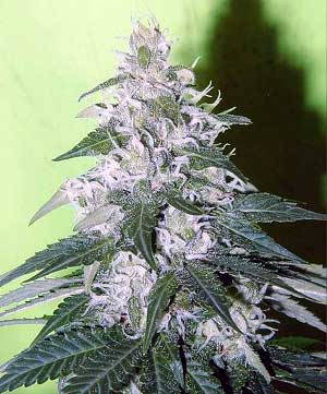 White Rhino Marijuana Top